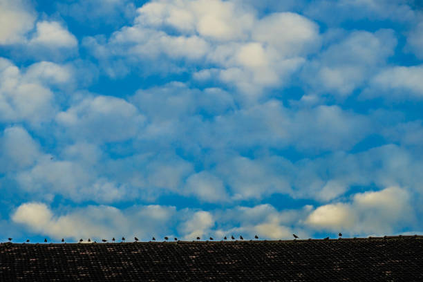 Of blue sky and birds image