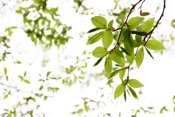 istock New green leaves in Japan 1092954430