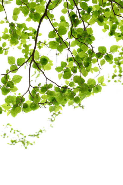 istock New green leaves in Japan 1092954452