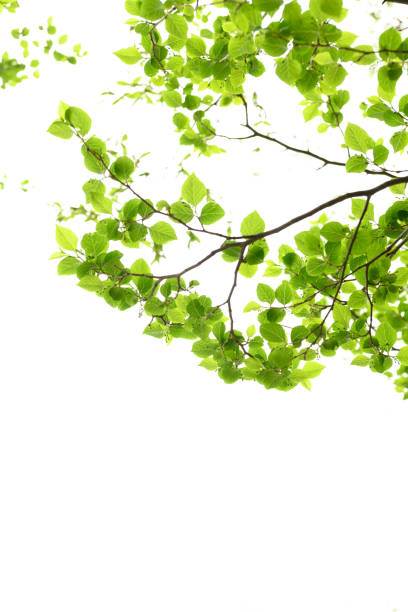 istock New green leaves in Japan 1092954462