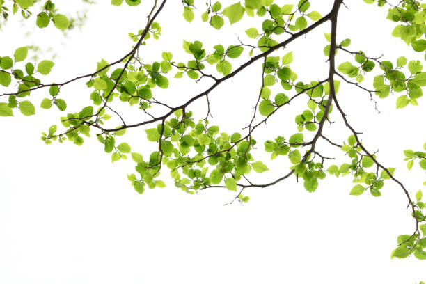 istock New green leaves in Japan 1092954470