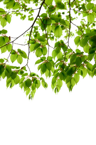 istock New green leaves in Japan 1092954498
