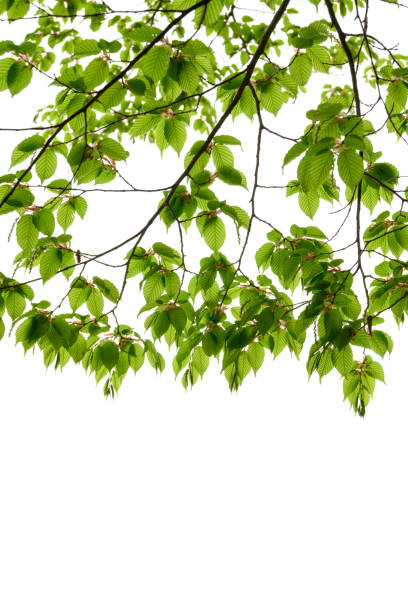 istock New green leaves in Japan 1092954516