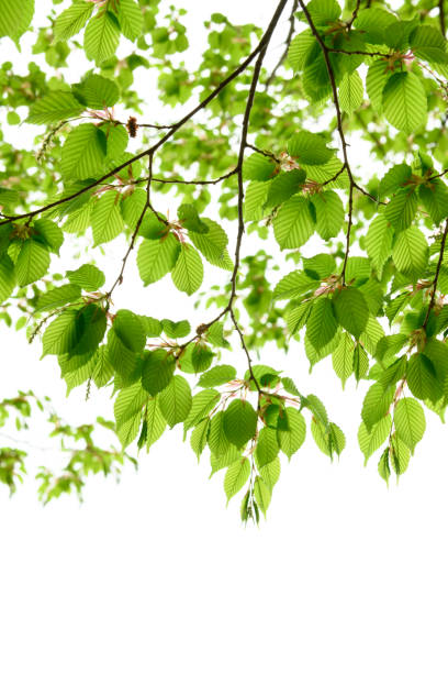 istock New green leaves in Japan 1092954528
