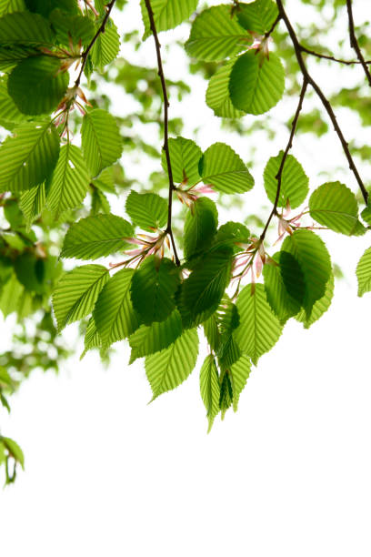 istock New green leaves in Japan 1092954538