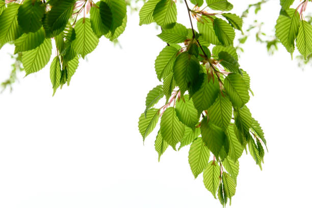 istock New green leaves in Japan 1092954548