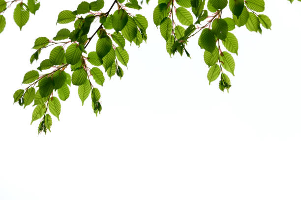 istock New green leaves in Japan 1092954588