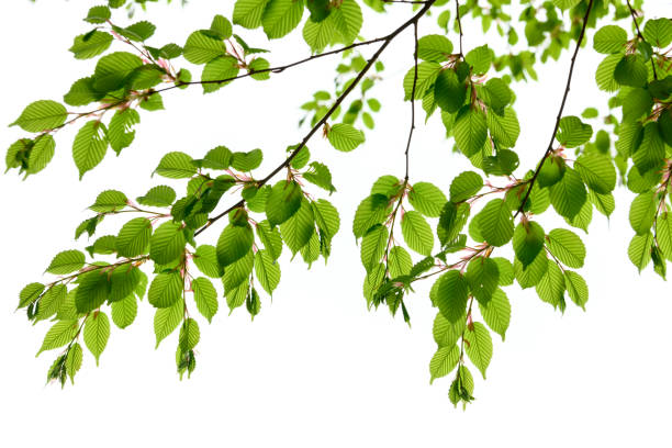 istock New green leaves in Japan 1092954602