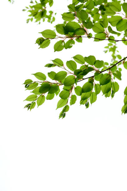 istock New green leaves in Japan 1092954622