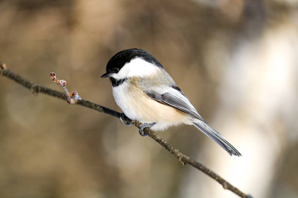 istock Black-capped Chickadee in Maine 1092956792