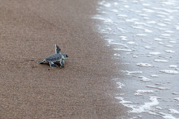 A baby green turtle crawling to the ocean in Costa Rica. A baby green turtle (Chelonia mydas) crawling to the ocean on the beach in Costa Rica. green turtle stock pictures, royalty-free photos & images