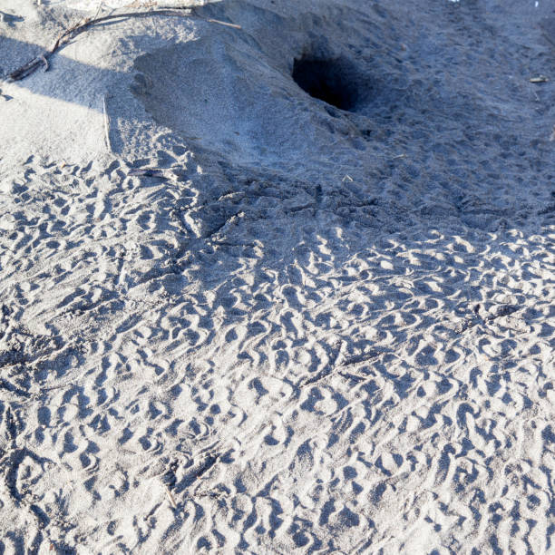 istock Sea turtle tracks on the beach in Costa Rica 1092964726