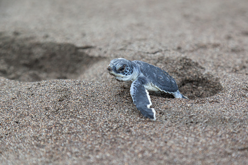 A baby green turtle (Chelonia mydas) crawling to the ocean on the beach on a foot print in Costa Rica.
