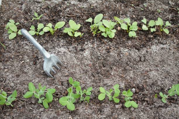 istock Seedlings in vegetable garden with hand tool 1092982284