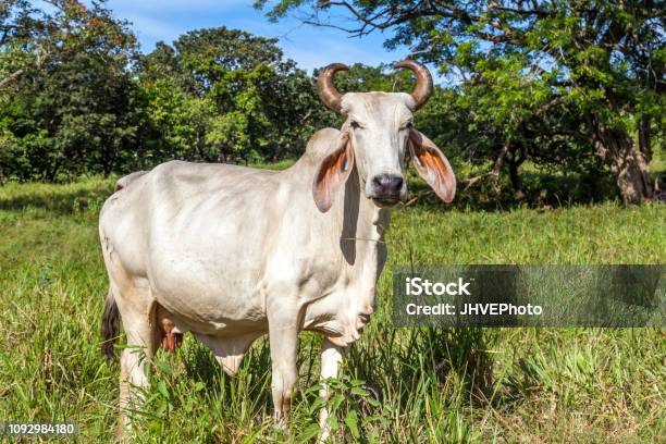 A Brahman Cattle Stock Photo - Download Image Now - Animal, Beauty, Bull - Animal