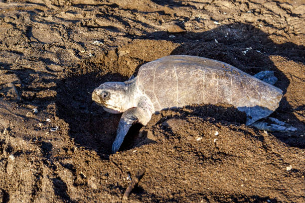 istock An olive ridley sea turtle digging an fake nests after laying eggs 1092984184