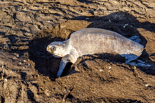 An olive ridley (Lepidochelys olivacea) sea turtle digging an fake nests after laying eggs to confuse animal searching for eggs at Ostional Wildlife Refuge in Costa Rica, one of turtle nesting activity.