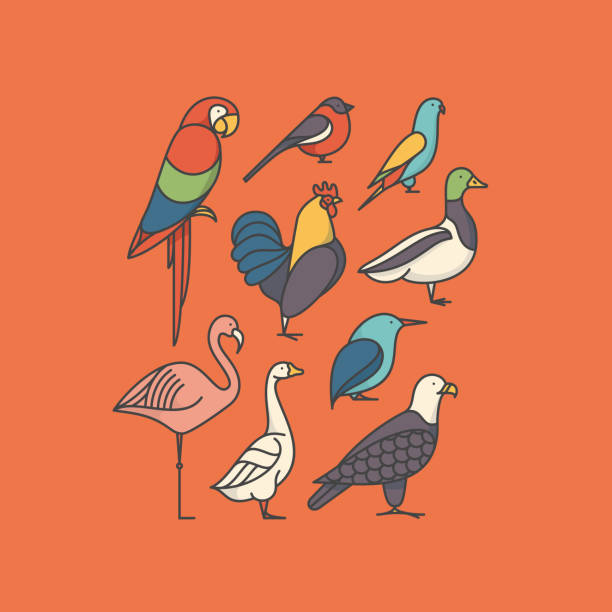 Vector illustration icon set of bird Vector illustration icon set of bird: macaw, bullfinch, parrot, rooster, duck, flamingo, goose, kingfisher, eagle duck bird illustrations stock illustrations