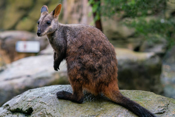 Brush tailed rock-wallaby or small-eared rock wallaby Petrogale penicillata in NSW Australia Brush tailed rock-wallaby or small-eared rock wallaby Petrogale penicillata in NSW Australia wallaby stock pictures, royalty-free photos & images