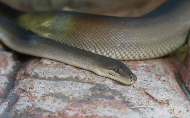 istock Close-up view of an Olive Python or Liasis olivaceus in Australia 1092987072