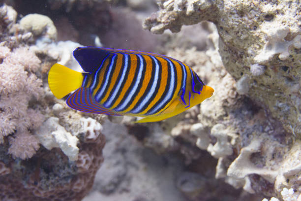 istock Regal Angelfish in Red Sea 1092996974