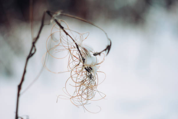 direction générale des hiver forêt sèche dans la neige bouchent de fond - branch dry defocused close up photos et images de collection