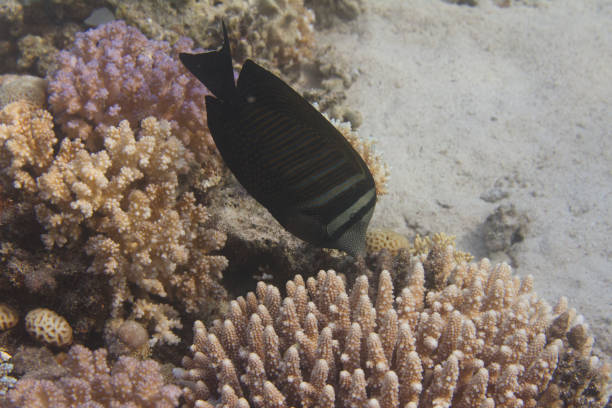 красное море парусник тан над кораллом - sailfin tang стоковые фото и изображения