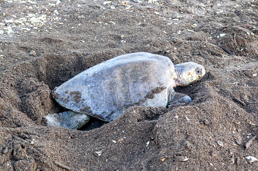 An olive ridley (Lepidochelys olivacea) sea turtle digging an egg chamber for laying eggs at Ostional Wildlife Refuge in Costa Rica, one of turtle Nesting activity.