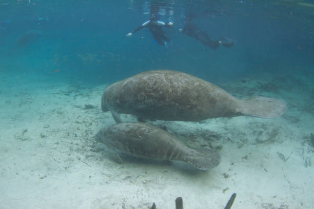 istock Florida Manatee and Calf Underwater with Snorkelers 1093006420