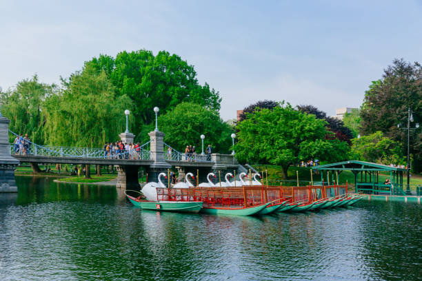 View of Swan Boats and bridge over lake in Boston Public Garden, with locals enjoying an early summer day stock photo