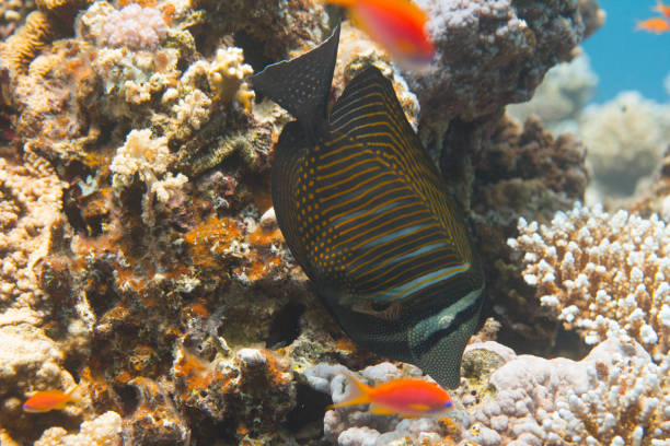 красное море парусфин тан над коралл - sailfin tang стоковые фото и изображения