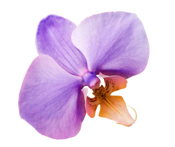 phalaenopsis  purple flower, white isolated background with clipping path.  Closeup.  no shadows.   for  design.  Nature.