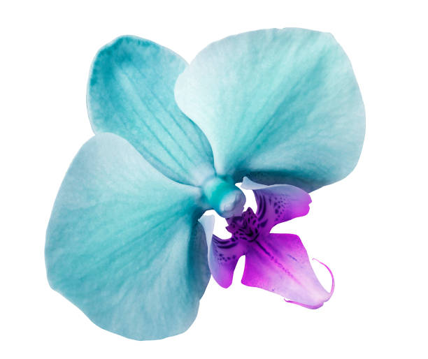 istock phalaenopsis  turquoise flower, white isolated background with clipping path.  Closeup.  no shadows.   for  design.  Nature. 1093013104