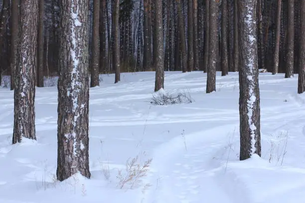 Photo of Pine tree trunk in winter forest.