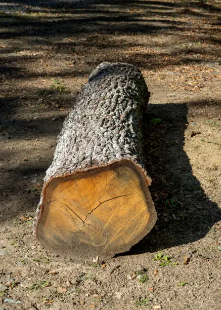 Cut tree trunk lying on the ground with shadow