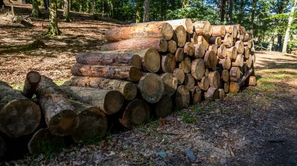 Pile of cut three trunks