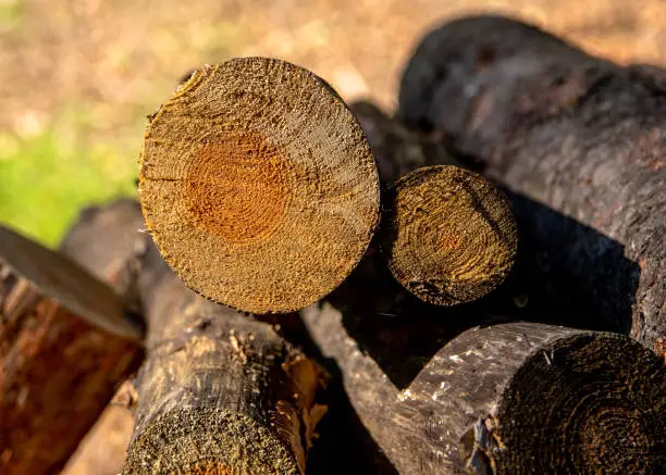 Cut tree branches on a pile in detail II.