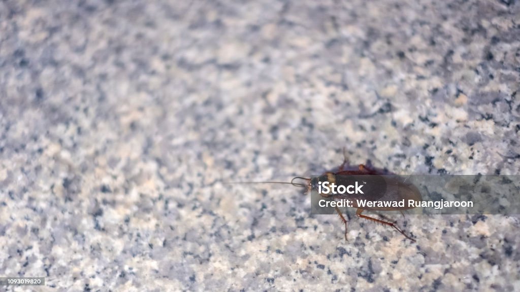 แมลงสาบมีหนวดหนึ่งตัวเดินอยู่บนพื้นหินอ่อน - ไม่มีค่าลิขสิทธิ์ การถ่ายภาพ - ภาพ ภาพสต็อก