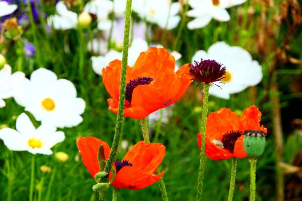 istock Nature and flower from Australia 1093024682