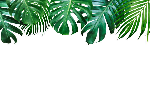istock Summer tropical leaves on white background with copy space 1093031828