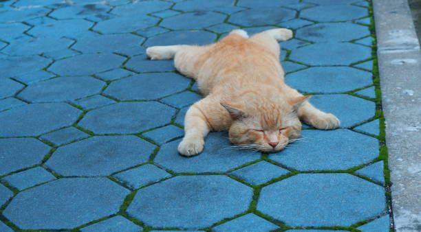 hej, mitt namn är copycat, jag älskar att sova som en hund - katt thai bildbanksfoton och bilder