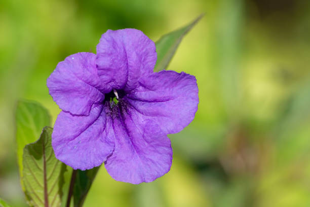 One close up of a purple wild petunia (fringeleaf wild petunia, hairy petunia, low wild petunia) with green background. stock photo