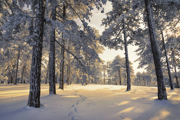 istock Beautiful sunset in pine forest in winter. 1093055630