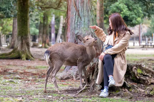 Photo of an asian woman sitting and playing with a wild deer