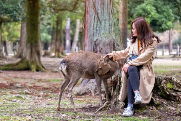 Photo of an asian woman sitting and playing with a wild deer