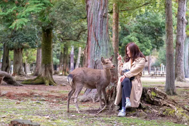 Photo of an asian woman sitting and playing with a wild deer