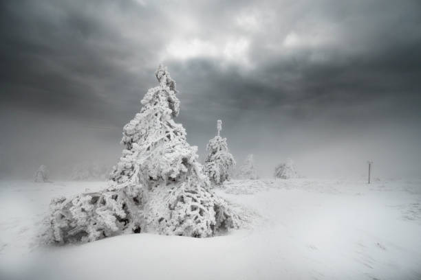 istock Frosted pine trees under stormy dramatic sky, snowstorm coming, white winter landscape, majestic view 1093071810