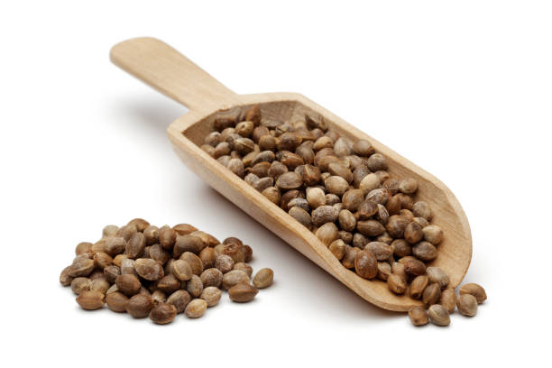 istock Hemp seeds with wooden spoon 1093072810