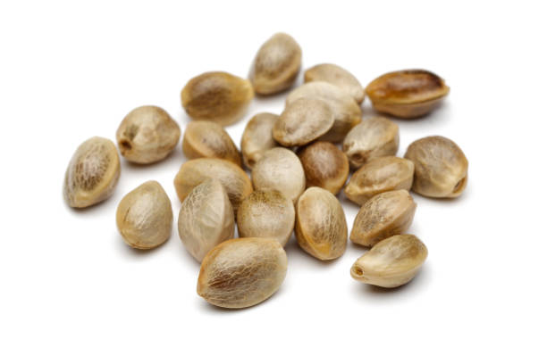 istock Dried hemp seeds isolated on white background 1093072906