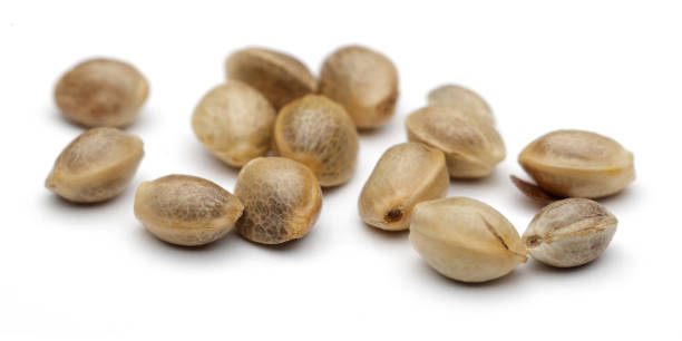 istock Dried hemp seeds isolated on white background 1093072948